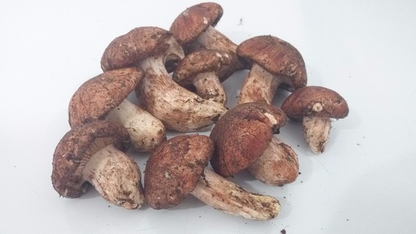 蘑菇菌类4.jpg